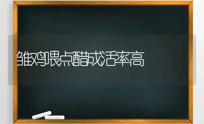 雏鸡喂点醋成活率高 | 家禽养殖