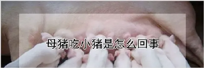 母猪吃小猪是怎么回事 | 动物养殖资料