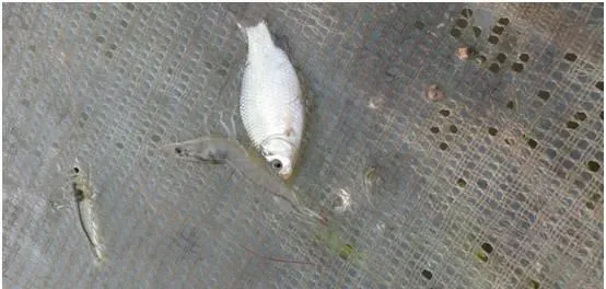 转肝是否顺利，关系到后期对虾能否顺利成长