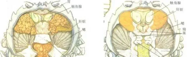 冰鲜养蟹弊端日趋明显,今年流行这种新型育膏方式：效果比冰鲜好，成本还降低20%