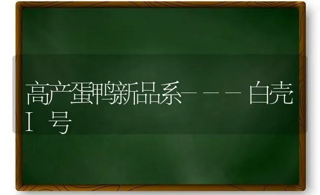 高产蛋鸭新品系---白壳I号 | 家禽养殖