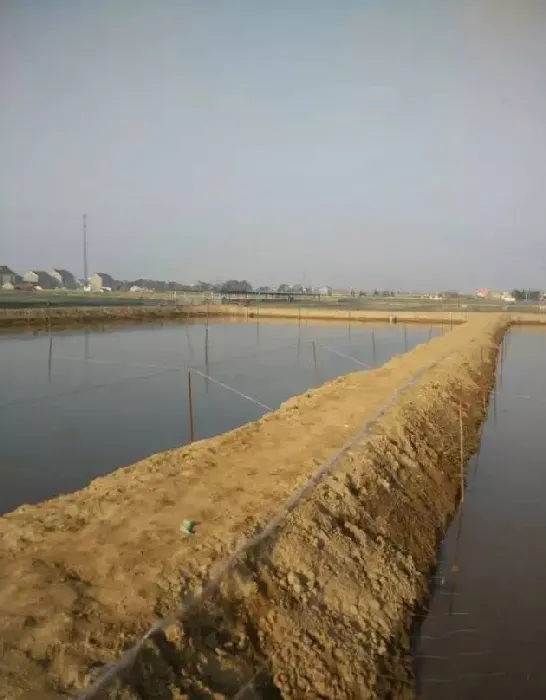 台湾泥鳅养殖池塘的建设要点