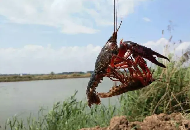 小龙虾大量死亡的原因是什么病 | 养殖常识