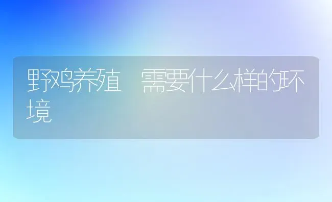野鸡养殖 需要什么样的环境 | 家禽养殖
