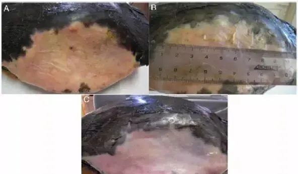 电磁波于乌龟医疗上的应用