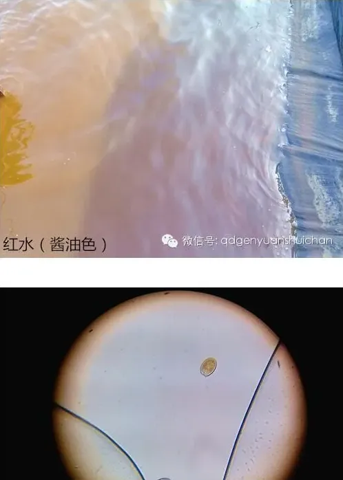 海参不下礁的原因分享及处理方法