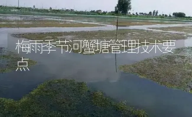 梅雨季节河蟹塘管理技术要点 | 淡水养殖