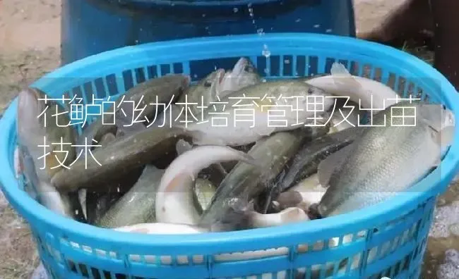 花鲈的幼体培育管理及出苗技术 | 淡水养殖