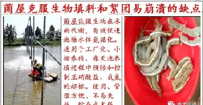 养殖户拼命泼洒微生物或在水中无限培养微生物，不一定是好事！