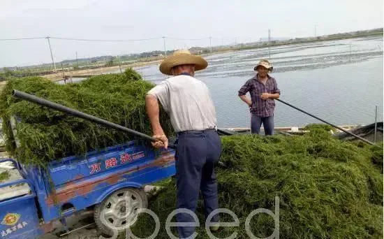 持续闷热高温天气，养殖户如何保障河蟹最后一壳