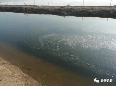 水草在虾蟹养殖过程中有哪些作用？