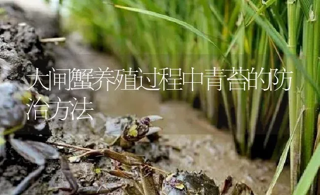 大闸蟹养殖过程中青苔的防治方法 | 淡水养殖