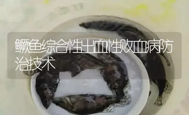 鳜鱼综合性出血性败血病防治技术 | 淡水养殖