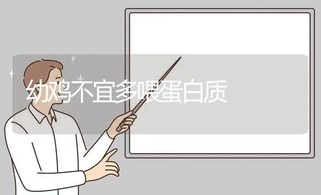 幼鸡不宜多喂蛋白质 | 家禽养殖