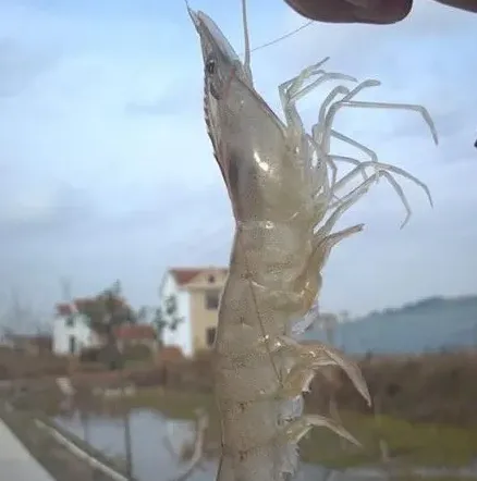 噬菌蛭弧菌在虾蟹健康养殖中的应用