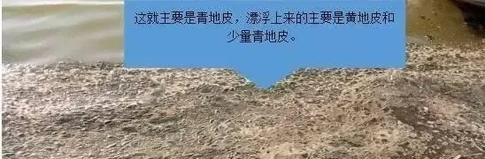 河蟹养殖换个角度看青苔