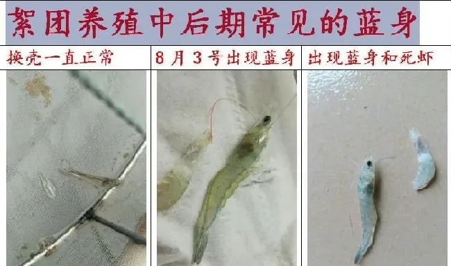 养殖户拼命泼洒微生物或在水中无限培养微生物，不一定是好事！