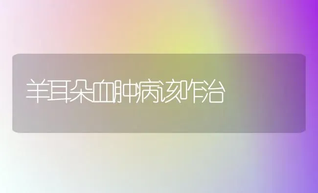 羊耳朵血肿病该咋治 | 家畜养殖