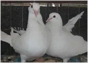肉鸽的营养价值 | 动物饲养方法