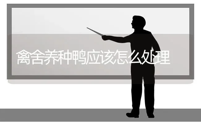 禽舍养种鸭应该怎么处理 | 家禽养殖