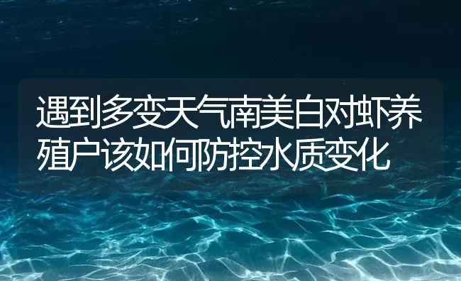 遇到多变天气南美白对虾养殖户该如何防控水质变化 | 海水养殖