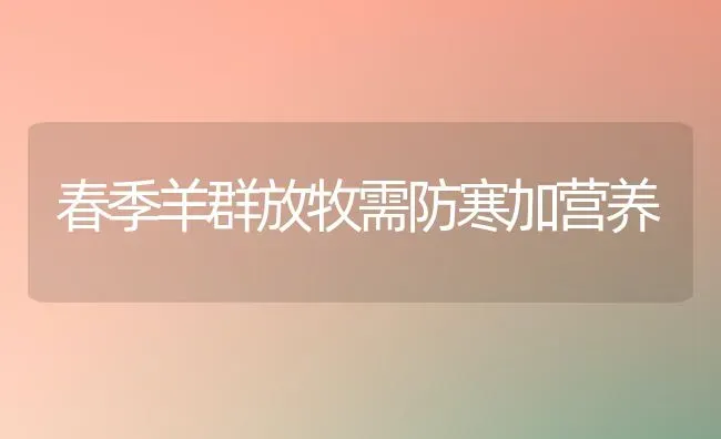 春季羊群放牧需防寒加营养 | 家畜养殖