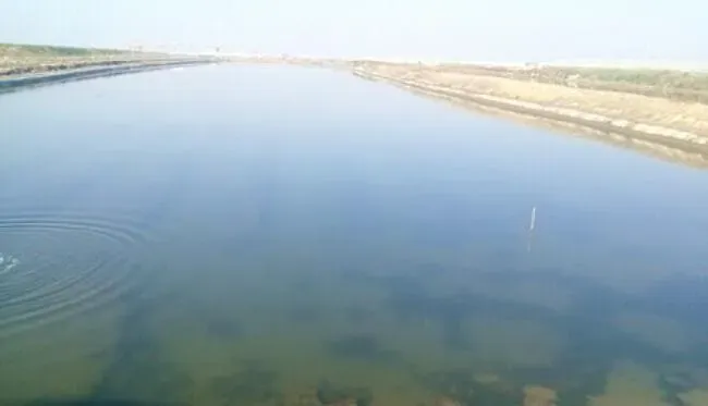 海参不下礁的原因分享及处理方法