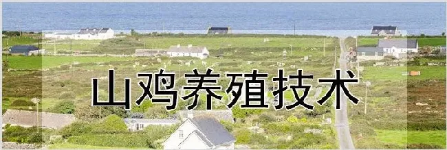 山鸡养殖技术 | 养殖动物技术