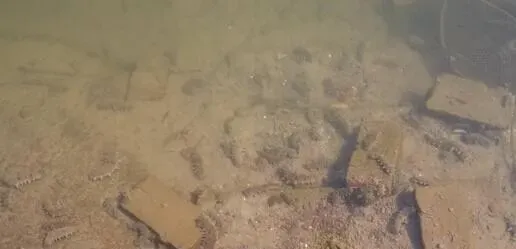 青岛城阳地区秋季促进海参出爬的方案及效果分析