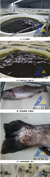 [每周一例]工厂化养殖虹鳟发生气泡病