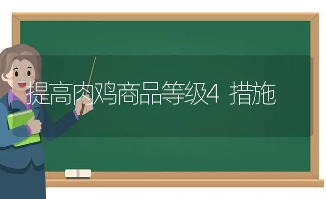 提高肉鸡商品等级4措施 | 家禽养殖