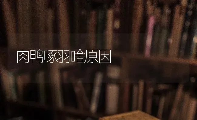 肉鸭啄羽啥原因 | 家禽养殖