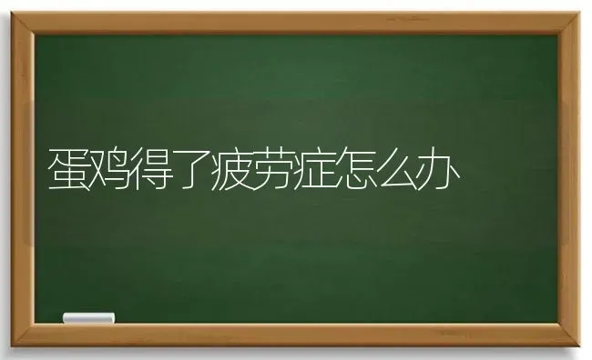 蛋鸡得了疲劳症怎么办 | 家禽养殖