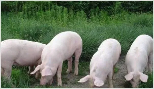 快速育肥肉猪的养殖技巧有哪些？ | 动物养殖资料