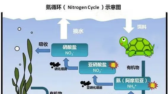 养乌龟到底用不用底沙？如果用，哪一种最合适？