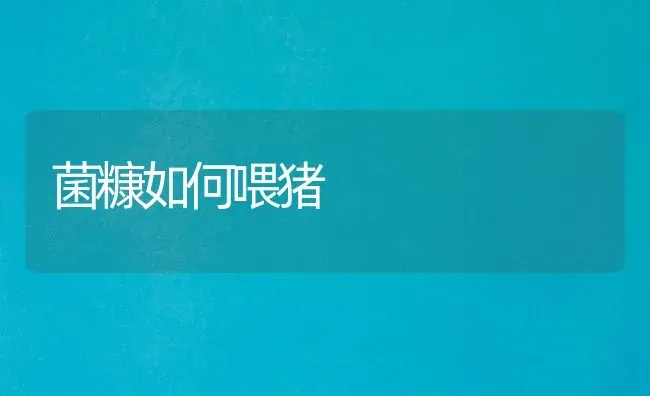菌糠如何喂猪 | 家畜养殖