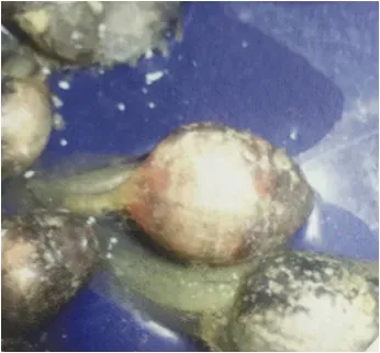蝌蚪期的饲养管理