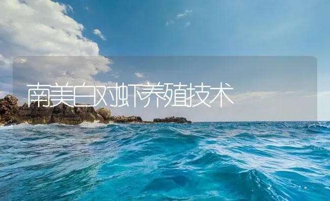 南美白对虾养殖技术 | 海水养殖