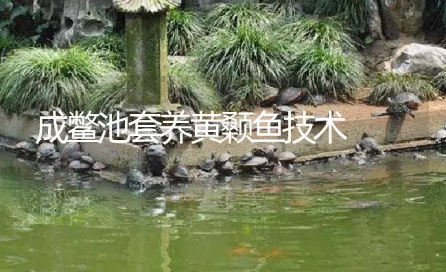 成鳖池套养黄颡鱼技术 | 淡水养殖