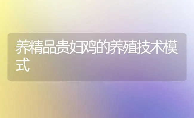 养精品贵妇鸡的养殖技术模式 | 家禽养殖