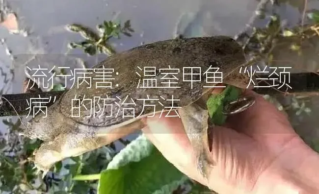 流行病害:温室甲鱼“烂颈病”的防治方法 | 淡水养殖