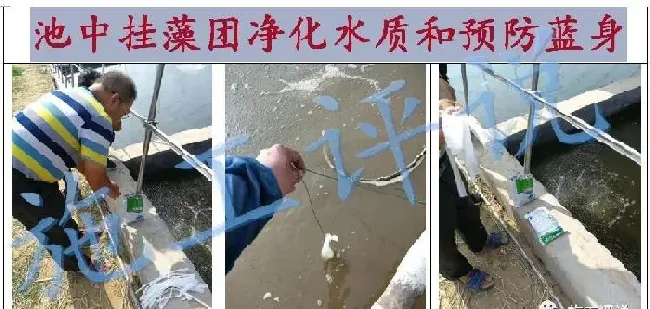 养殖户拼命泼洒微生物或在水中无限培养微生物，不一定是好事！