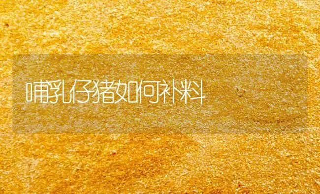哺乳仔猪如何补料 | 家畜养殖