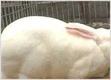 獭兔引种小心疥螨病 | 动物饲养方法