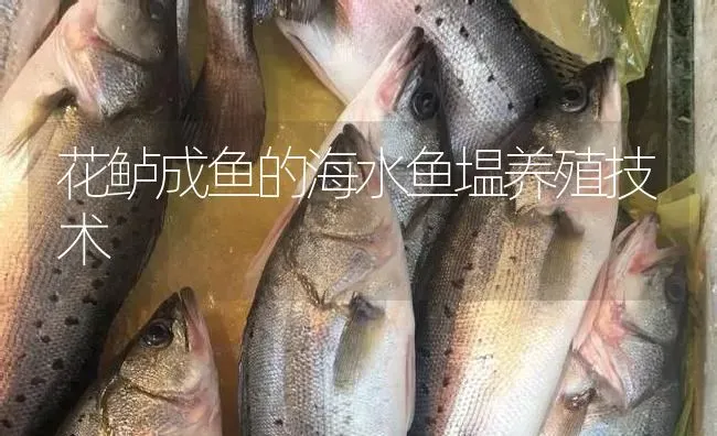 花鲈成鱼的海水鱼塭养殖技术 | 淡水养殖