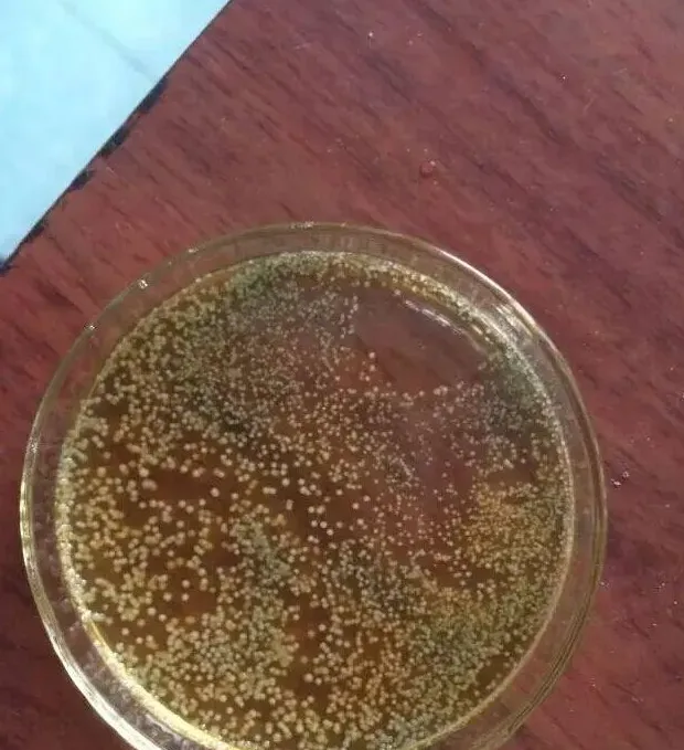 天津地区南美白对虾白便空肠空胃游塘的防治方法