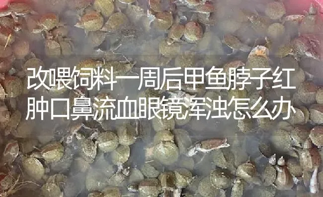 改喂饲料一周后甲鱼脖子红肿口鼻流血眼镜浑浊怎么办 | 淡水养殖