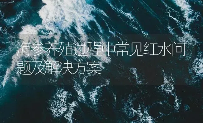 海参养殖过程中常见红水问题及解决方案 | 海水养殖