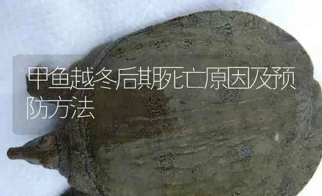 甲鱼越冬后期死亡原因及预防方法 | 淡水养殖