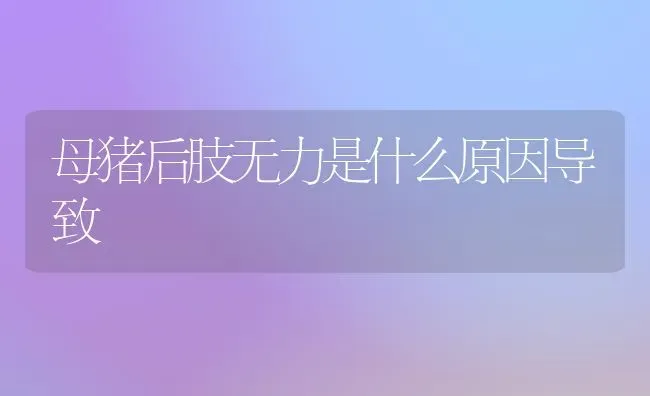 母猪后肢无力是什么原因导致 | 家畜养殖